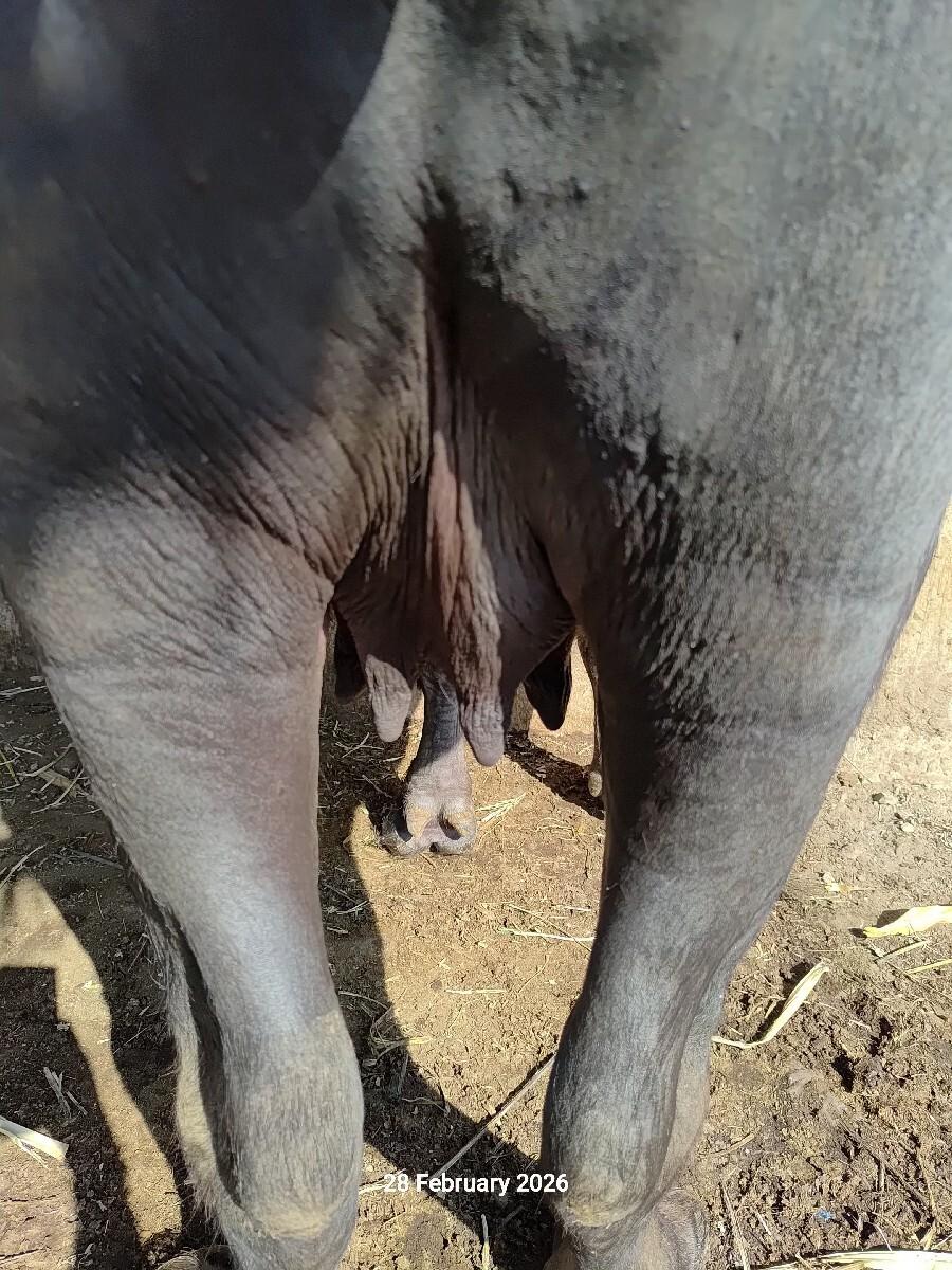 थंबनेल 3