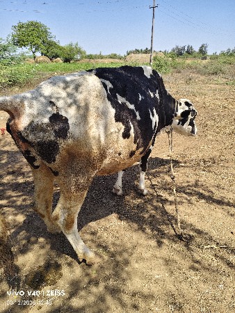 એચએફ ગાયો વેચવાની છે