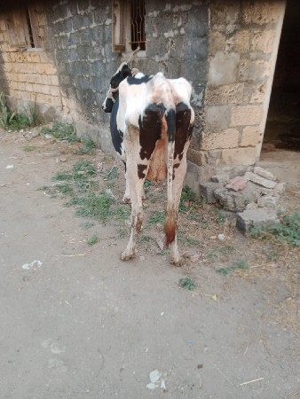 थंबनेल 2