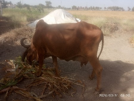 ગાય વેચવાની સે