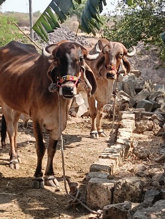 થંબનેલ 3