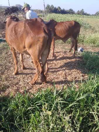 થંબનેલ 3