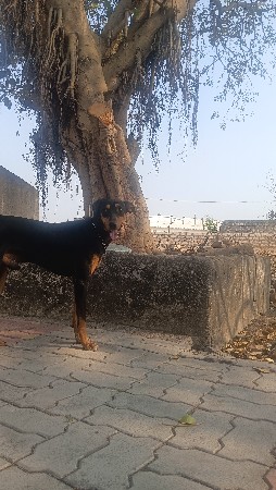 થંબનેલ 2