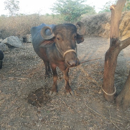 ભેસ વેચવા ની છે