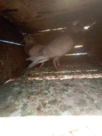 થંબનેલ 3