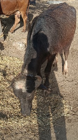 ખદેલું વેચવાનું