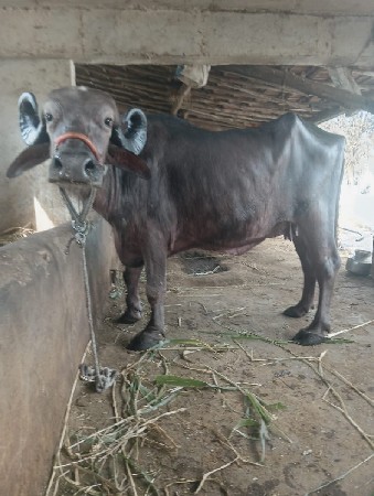 थंबनेल 2