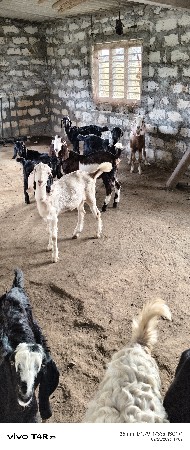 10 બકરા વેચવાના છે 8 મહીના ના