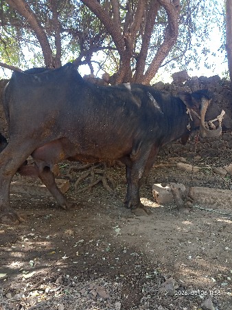 थंबनेल 2