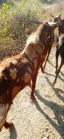 ગરકડો બોકડો