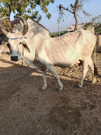 થંબનેલ 2