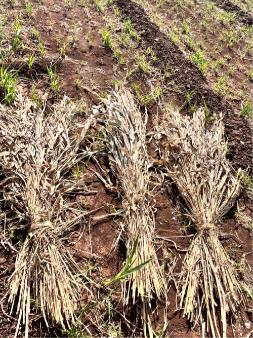 Juvar ni nir (pura) vesvana 6