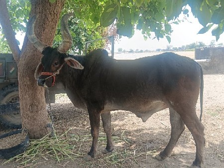 વેચવાનો છે