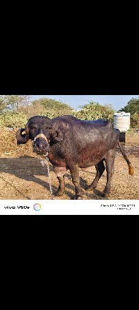 ગાભણ ખડેલું