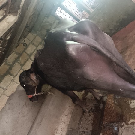 4 મહિનાની વિયાણ