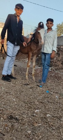 થંબનેલ 2