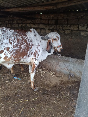 थंबनेल 3