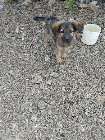 ગલુડિયું વેચવાનું છે દોઢ મહિનાનું છ