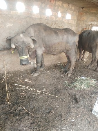 જાફરાબાદી ખળેલી