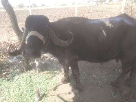 ભેંસ વેચવાની છે