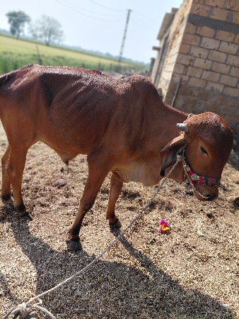 थंबनेल 2