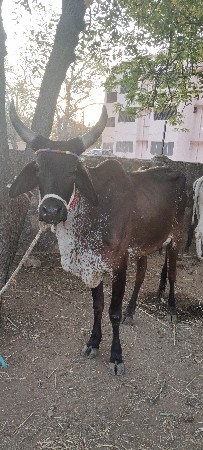 1 લુ વેતર. વેચવાની ગાય