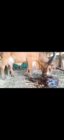 વેતર 5 નું નીચે વાછરડો