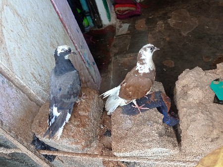 થંબનેલ 3