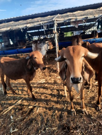 थंबनेल 2