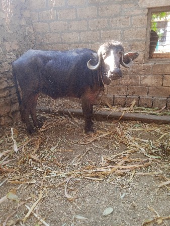 थंबनेल 2