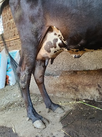 hf ક્રોસ ગાય વેચવાની છે