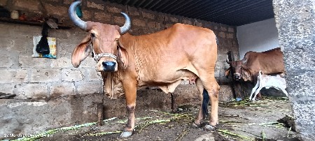 ગાય વેચવાની છે