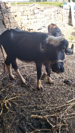 થંબનેલ 3