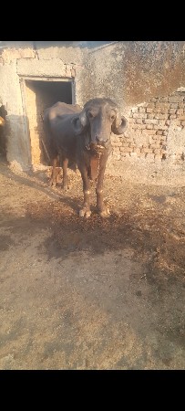 ખડાય વેચવાની છે