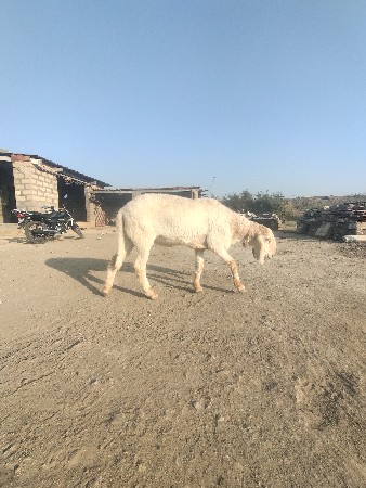 થંબનેલ 2