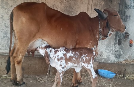 ગાય વેચવાની છે