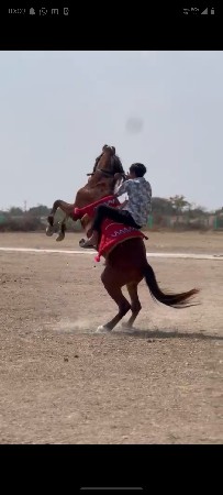 થંબનેલ 2