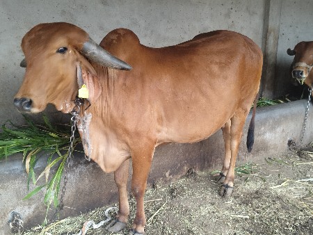 ગાય વેચવાની છે