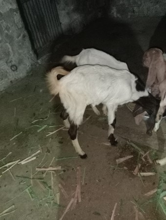 થંબનેલ 3