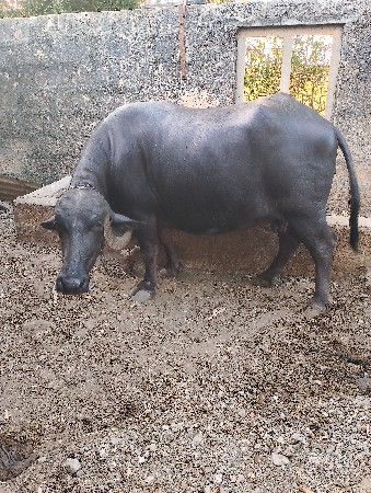 થંબનેલ 2