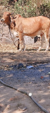 थंबनेल 2