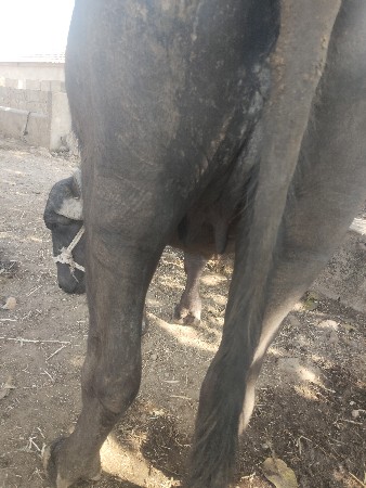 1 vetar khadeli chhe