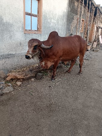 ગીર ગાય વેચવાની છે