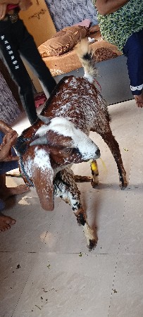 થંબનેલ 3