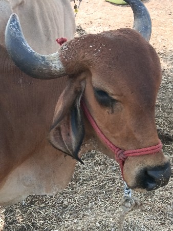 વેચવાની છે