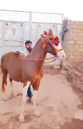 थंबनेल 3