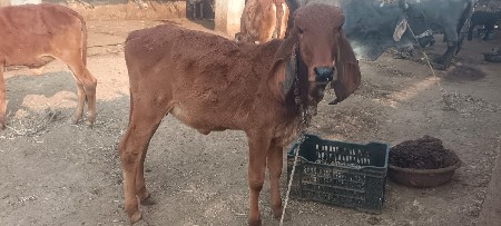 થંબનેલ 3