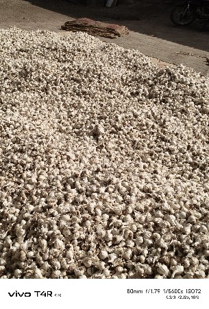 લસણ વેસવાનુ છે બી મા