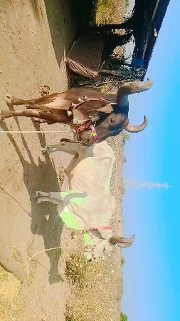 સાવ .સોજા બળદ વહેંચવા ના છેઃ