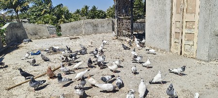 કબૂતર દેવા ના છે 100ઉપર છે